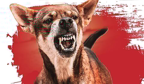 வளர்ப்பு விலங்குகளிடம் தள்ளி இருங்கள்