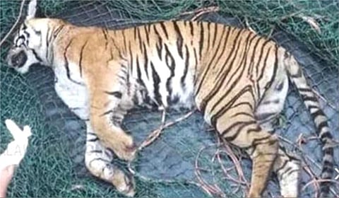 துப்பாக்கியால் சுடப்பட்டு இறந்த புலி