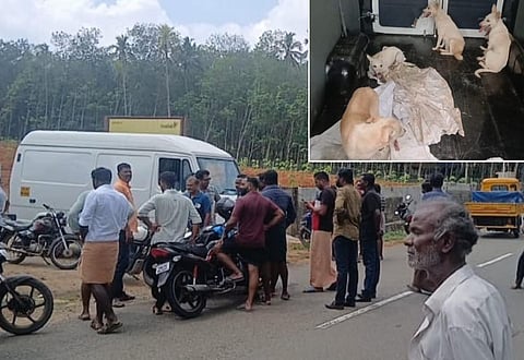 அடுத்த அதிர்ச்சி: கேரளாவில் இருந்து தெரு நாய்களை கடத்தி குமரியில் விட முயற்சி!