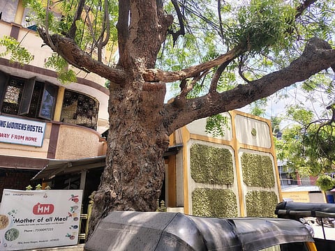 மரக்கிளைகளை வெட்ட ஆட்கள் இல்லை - மதுரையில் சாலைகளில் விழும் மரங்களால் அடிக்கடி மின்தடை!