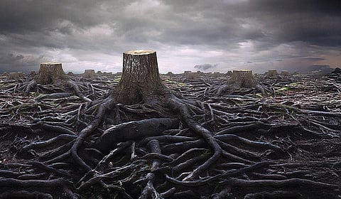 காடு அழிப்பின் விளைவுகள் | சொல்... பொருள்... தெளிவு