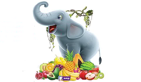 யானையின் பழக்கடை | கதை