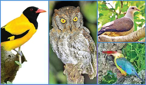 கோவையில் நில பறவைகள் கணக்கெடுப்பில் 9,033 பறவைகள் பதிவு