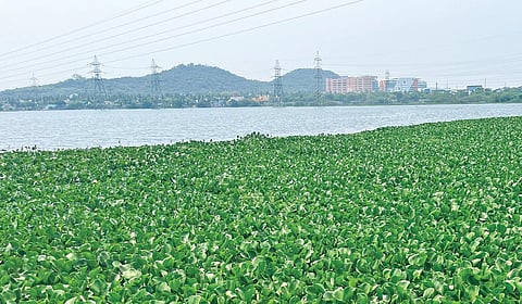 திருநீர்மலை ஏரி. | படங்கள்: எம்.முத்துகணேஷ் |