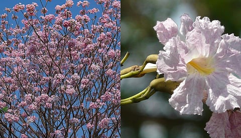 வசந்த ராணியின் வருகை!