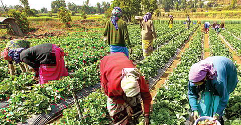 அமெரிக்காவின் பரஸ்பர வரி விதிப்பு வேளாண் துறையில் ஏற்படுத்தும் தாக்கம்