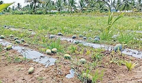 நரிப்பள்ளி பகுதியில் போதிய விலை இல்லாததால் அறுவடை செய்யாமல் நிலத்திலேயே விடப்பட்ட தர்பூசணி பழங்கள். | படம்: எஸ். செந்தில் |