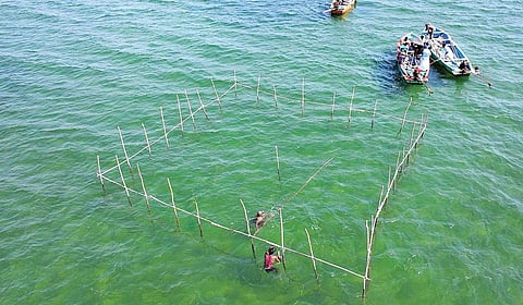 கடல்தாழை நடவு செய்யப்பட்டுள்ள இடத்தை அடையாளமிடும் வகையில் கடல் மேற்பரப்பில் அமைக்கப்பட்டுள்ள வேலி.