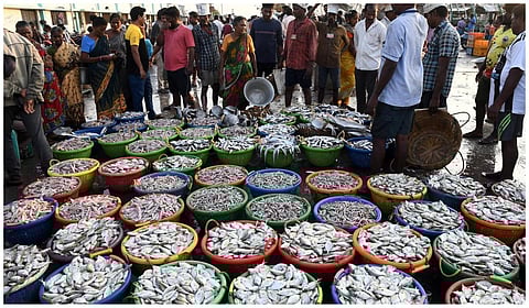 மீன்கள் | கோப்புப் படம்