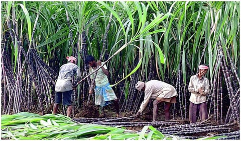 கரும்பு கொள்முதல் விலை டன்னுக்கு ரூ.5000 ஆக தமிழக அரசு நிர்ணயிக்க வேண்டும்: ராமதாஸ்
