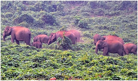 யானைகளுக்கான வழித்தடத்தை உறுதி செய்யும் வரை எஃகு கம்பி வேலி அமைக்கக்கூடாது: ஐகோர்ட் உத்தரவு