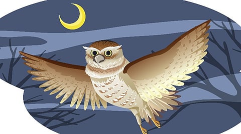 ஆந்தையின் அலறல் என்ன சொல்கிறது? | உயிரினங்களின் மொழி - 17