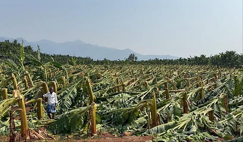 மேட்டுப்பாளையம் மற்றும் அதன் சுற்றுப்புறப் பகுதிகளில் பலத்த சூறவாளிக் காற்றால் முறிந்து விழுந்த வாழை மரங்கள்