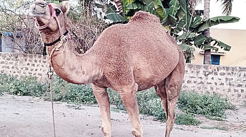 தஞ்சாவூரில் சர்க்கஸ் கூடாரத்திலிருந்து திருடுபோன ஒட்டகம்.