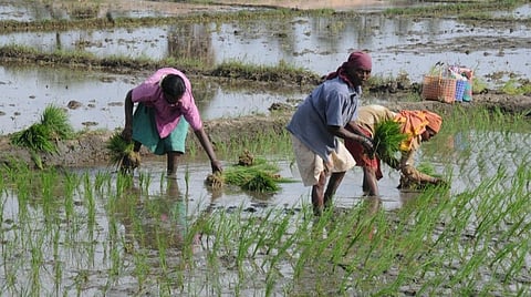 வேளாண் பொருட்களை அரசே கொள்முதல் செய்ய தமிழ்நாடு விவசாயிகள் சங்கம் வலியுறுத்தல்
