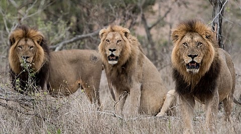 சிங்கத்தின் கர்ஜனைக்கு என்ன அர்த்தம்? | உயிரினங்களின் மொழி - 20