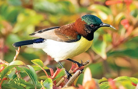 ஊர் தேன்சிட்டு | படங்கள்: சுபத்ரா தேவி