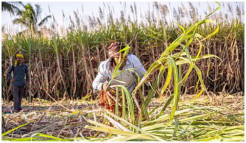 கரும்பு விவசாயிகளுக்கு நிலுவைத் தொகை வழங்க ரூ.97.77 கோடி நிதி ஒதுக்கி அரசாணை வெளியீடு