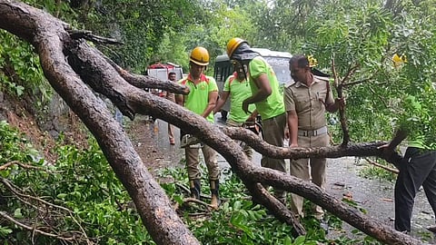 கனமழை: கோவை அருகே சாலையில் மரம் விழுந்து போக்குவரத்து பாதிப்பு