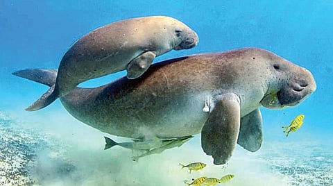 மன்னார் வளைகுடா பகுதியில் வாழும் அரியவகை உயிரினமான கடல் பசு.