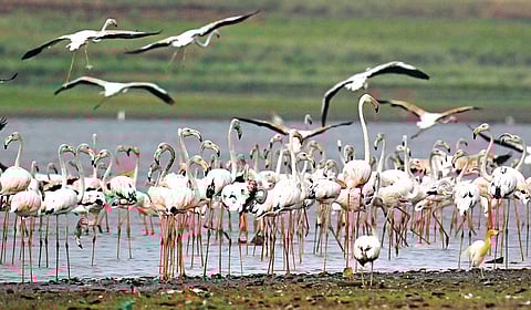 பறவைகள் வலசை செல்வது ஏன்? | பறப்பதுவே 19