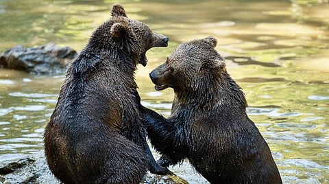 கரடிகளின் தொடர்பு மொழி | உயிரினங்களின் மொழி - 21