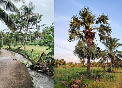 நீரோடையில் கரையைத் தொட்டபடி செல்லும் நீர். | நீரோடைக் கரையில் பனை, தென்னை மரம்.