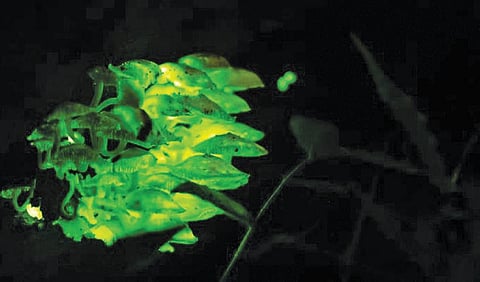 மானாம்பள்ளி வனச் சரகத்தில் கண்டறியப்பட்ட, இரவில் பச்சை நிறத்தில் ஒளிரும் ‘பயோலுமினசென்ட்’ என்னும் அரிய வகை காளான்.