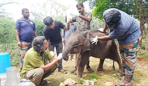 மீட்கப்பட்ட குட்டி யானைக்கு வனக்கால்நடை மருத்துவர் சுகுமார் மருத்துவ சிகிச்சை அளிக்கிறார்.