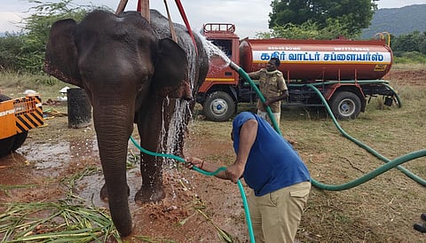 காட்டு யானைகளின் கர்ப்பத்தை கணிப்பது எப்படி? - வனக் கால்நடை மருத்துவர்கள் விளக்கம்