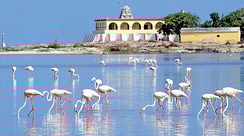 ராமேசுவரம் அருகே தனுஷ்கோடி கடற்கரையில் உள்ள நீரோடைகளில் இரை தேடும் பூநாரைகள்