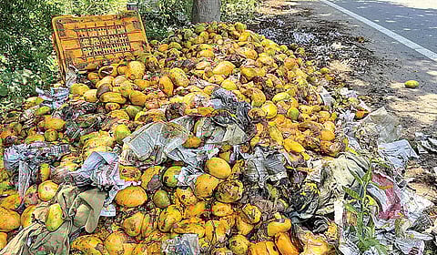 திருவானைக்காவல் பகுதியில் சாலையோரம் குப்பையில் கொட்டப்பட்டுள்ள அழுகிய மாம்பழங்கள். | படங்கள்: ர.செல்வமுத்துகுமார் |