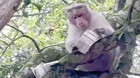 மரத்தின் மீது அமர்ந்து 500 ரூபாய் தாள்களை வீசிய குரங்கு.