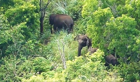 கொடைக்கானல் பேரிஜம் ஏரி பகுதியில் யானைகள் முகாமிட்டுள்ளன