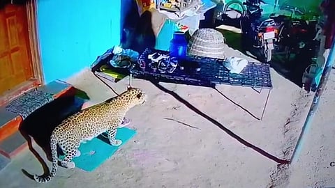 பாலக்கோடு அருகே வீட்டில் இருந்த சேவலை கவ்விச் சென்ற சிறுத்தை!