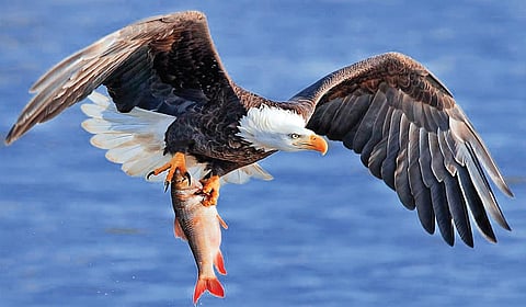 வேட்டையாடிகள் | பறப்பதுவே 22