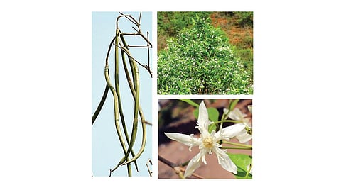 வெள்ளைப் பூக்கள் உலகம் எங்கும் மலர்கவே | ஆயிரம் மலர்களே மலருங்கள் 4