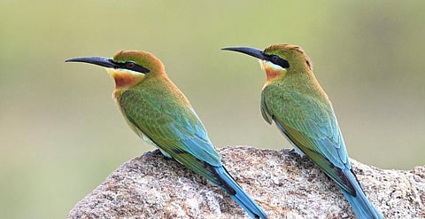 இயற்கையின் மடியில்: நான்கு நண்பர்கள்