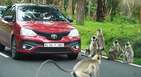 சுற்றுலா பயணிகள் வீசும் உணவுகளால் மழுங்கி போகும் விலங்குகளின் வேட்டை குணம்!