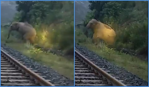 தண்டவாளத்தில் கர்ப்பிணி யானைக்கு பிரசவ வலி - ஜார்க்கண்டில் 2 மணி நேரம் நிறுத்தப்பட்ட சரக்கு ரயில்