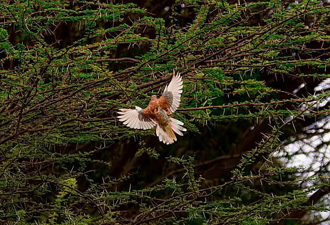 ஈரோடு நாகமலையில் அரியவகை புறா