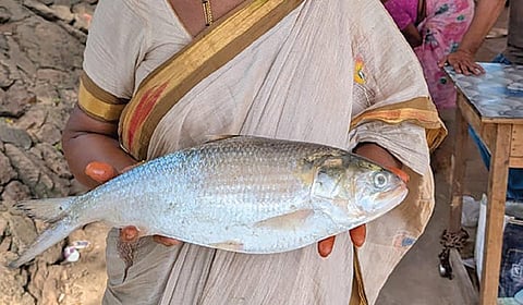 புதுச்சேரியில் ரூ.18,000-க்கு விற்ற புலாசா மீன்!