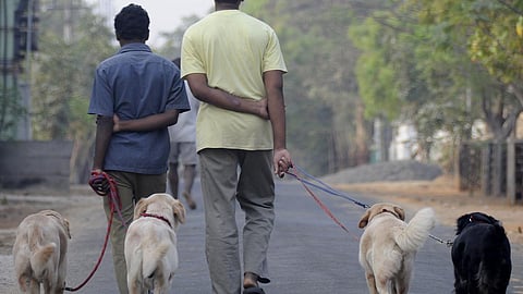 செல்ல பிராணிகளுக்கு மைக்ரோ சிப் பொருத்தும் பணி: மேலாண்மை செய்ய செயலியை உருவாக்கும் மாநகராட்சி