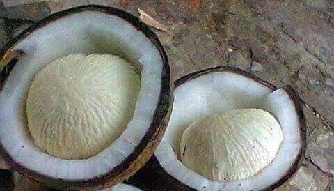 நீரிழிவு நோயாளிகள் கவனத்துக்கு... ‘தேங்காய் பூ’ உட்கொள்வதன் நன்மைகள் என்னென்ன?