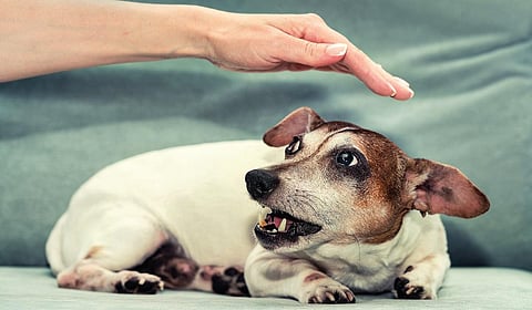 நாய்க்கடி: அலட்சியம் தரும் ஆபத்து