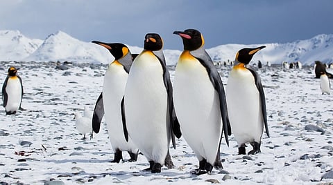 பென்குயின்கள் எவ்வாறு தொடர்புகொள்கின்றன?