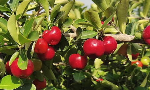 ஒயின், ஜாம் தயாரிப்புக்காக கொள்முதல்: கிருஷ்ணகிரியில் செர்ரி பழம் சாகுபடியில் விவசாயிகள் ஆர்வம்