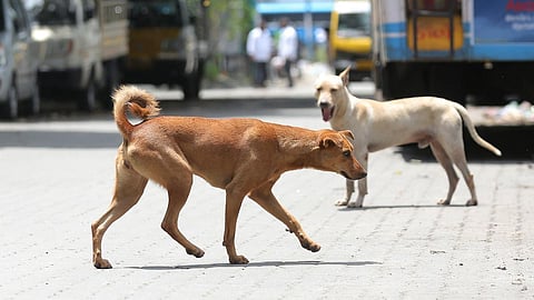 தேசிய பிரச்சினையாகும் நாய்க்கடி விவகாரம்!