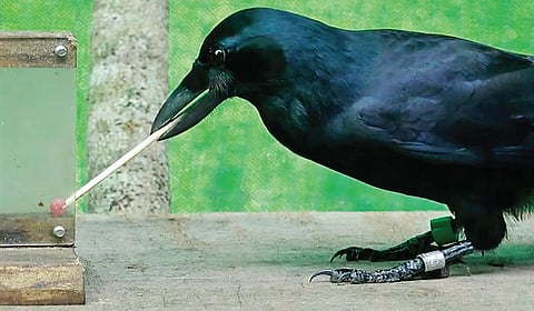 பறவைகளின் புத்திசாலித்தனம் | பறப்பதுவே 24