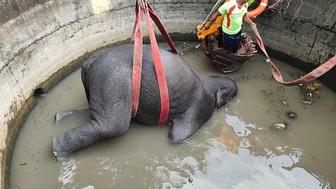 கோவை: வனத்துறையினர் விரட்டியபோது கிணற்றில் விழுந்த யானை உயிரிழப்பு!